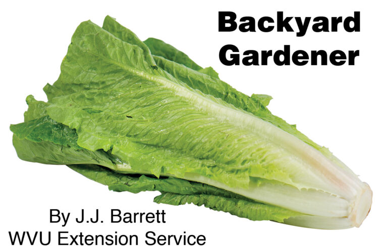 Romaine lettuce: Classic color, unique flavor